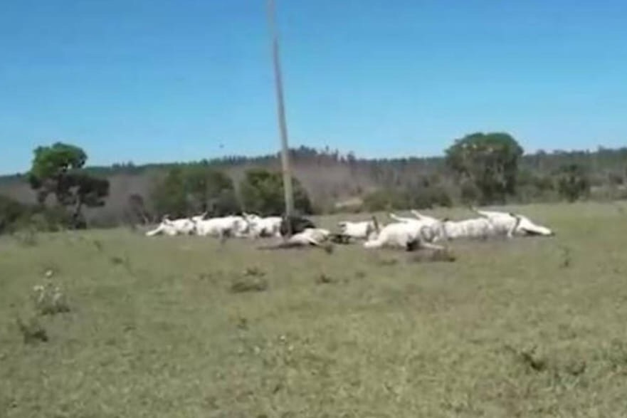 Fazenda Em Que Gado Morreu Eletrocutado Teve Preju Zo De R Mil