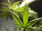Cannabis pode tratar e prevenir a Covid, diz estudo