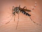 Número de mortos pela dengue sobe para oito em Mato Grosso do Sul