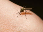 Mato Grosso do Sul é o 7º no ranking da dengue no país