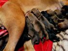 Cadela dá à luz 22 filhotes dentro de casa 