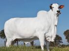 Pedaço de vaca é leiloado por R$ 7 milhões; entenda como é possível vender apenas parte do animal