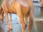 Cavalo morre após ter objeto metálico introduzido no ânus