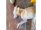 Jovem é presa por maus-tratos após cadela ser resgatada subnutrida e com ferimento 'cheio de larvas'