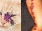 Esporotricose: doença transmitida por gatos já contaminou 48 pessoas em Mato Grosso do Sul