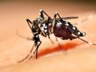 El Niño e altas temperaturas favorecem Aedes, alertam especialistas