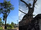 Artistas iniciam campanha para plantio de 100 pés de cedro em MS após morte da 'árvore mais famosa do Brasil'