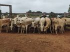 Polícia Civil esclarece furto e recupera lote de gado avaliado em 45 mil em Coxim
