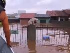 Pelo menos 3,5 mil animais ilhados pela chuva foram resgatados no RS
