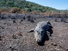 Desolação e animais mortos pelo fogo: a tragédia volta ao Pantanal
