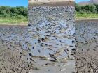 Transformada em lamaçal pela seca, baía no Pantanal faz peixes agonizarem até a morte