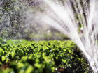 Calorão reflete em prejuízo de até 40% para produtores de hortaliças