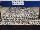 Mal encerrada a Piracema, PMA apreende piranhas e pacus com pescadores em MS 

