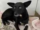 Homem é preso por praticar zoofilia com cadela e provocado a morte de outro cão em MS 
