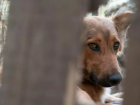 Polícia investiga morador que atraía cachorros para estuprar e matar em MS