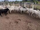 Capataz tenta jogar culpa em onça, mas é preso por furtar 42 bezerros encontrados em fazenda de Coxim