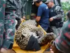 Pedaços de ossos e cabelos são encontrados em fezes de onça que atacou Jorginho