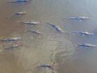 Decoada ressurge com força no Pantanal e começa a provocar morte de peixes