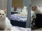 Tutora encontra gato com sinais de espancamento e se desespera com morte do felino em MS