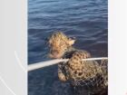 Pescador 'fisga' e ajuda filhote de onça a atravessar rio no Pantanal de MS 