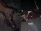 Bebê de 5 meses tem parada cardíaca e morre após acidente com vacas
