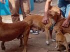 'Fiquei pasmo' diz tutor dos três cães pitbulls que atacaram amigo da família em MS