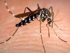 Brasil inaugura maior biofábrica do mundo de mosquitos 