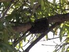 Trabalhador rural morre atacado por abelhas em plantação de laranjas em MS 