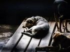 Crueldade: homem é preso após castrar cachorro com canivete em MS