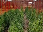 Justiça autoriza associação de MS a cultivar e distribuir cannabis medicinal