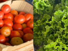 Ceasa: preço de tomate e alface-crespa apresenta queda e deixa salada mais em conta