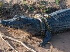 Sucuri 'adolescente' se enrola em jacaré e rende cena inusitada no rio Taquari em Coxim 