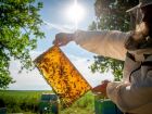 Você já pensou em aluguel de abelhas? 300 milhões de abelhas alugadas promete potencializar florada dos pomares de maçã