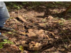 Ossada humana é encontrada em área rural em MS
