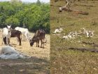 Fazendeiro é multado por maus-tratos a 500 cabeças de gado em MS