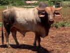 Touro de quase 1 tonelada e avaliado em R$ 50 mil desaparece de fazenda de MS