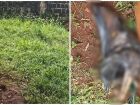 Jovem é presa por maus-tratos após morte de cadela em Mato Grosso do Sul