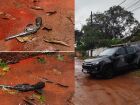 Homem de 27 anos com 77 passagens pela polícia morre durante confronto com Choque em MS