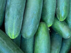 Chuvas intensas faz preço do pepino e pimentão verde subir em MS