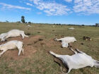 Frio extremo mata 80 bois e vacas em fazendas nos últimos dias em MS

