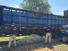Caminhoneiro é preso com cocaína escondida embaixo de gado em MS