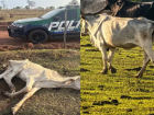 Novilha agonizando e 20 bois magros: MP investiga mais de 200 bovinos em situação crítica em MS