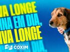 Campanha antirrábica em Coxim: vacinação de cães e gatos ocorre nos dias 19 e 26 de setembro