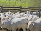 Mais de 50 bezerros desaparecem de uma só vez em fazenda de MS; polícia investiga furto