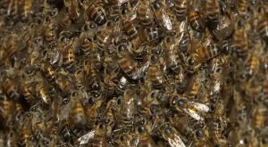 Enxame ataca pai e filho e vítima desmaia ao sofrer múltiplas picadas em MS 
