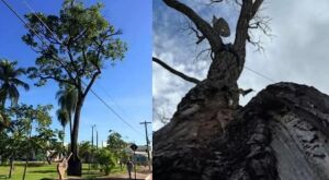 Artistas iniciam campanha para plantio de 100 pés de cedro em MS após morte da 'árvore mais famosa do Brasil'