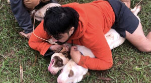 'Foi por pouco': lutador imobiliza dois pitbulls após sofrer ataque em MS