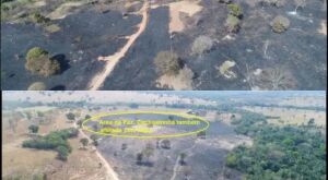 Ministério Público apura queimada sem autorização que devastou 78 hectares em Coxim 