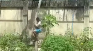 O que se sabe sobre o caso do homem que entrou na jaula de leoa, foi atacado e morreu em zoológico 