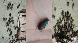 Infesta&ccedil;&atilde;o de besouros assusta e causa queimaduras em moradores no interior de MS